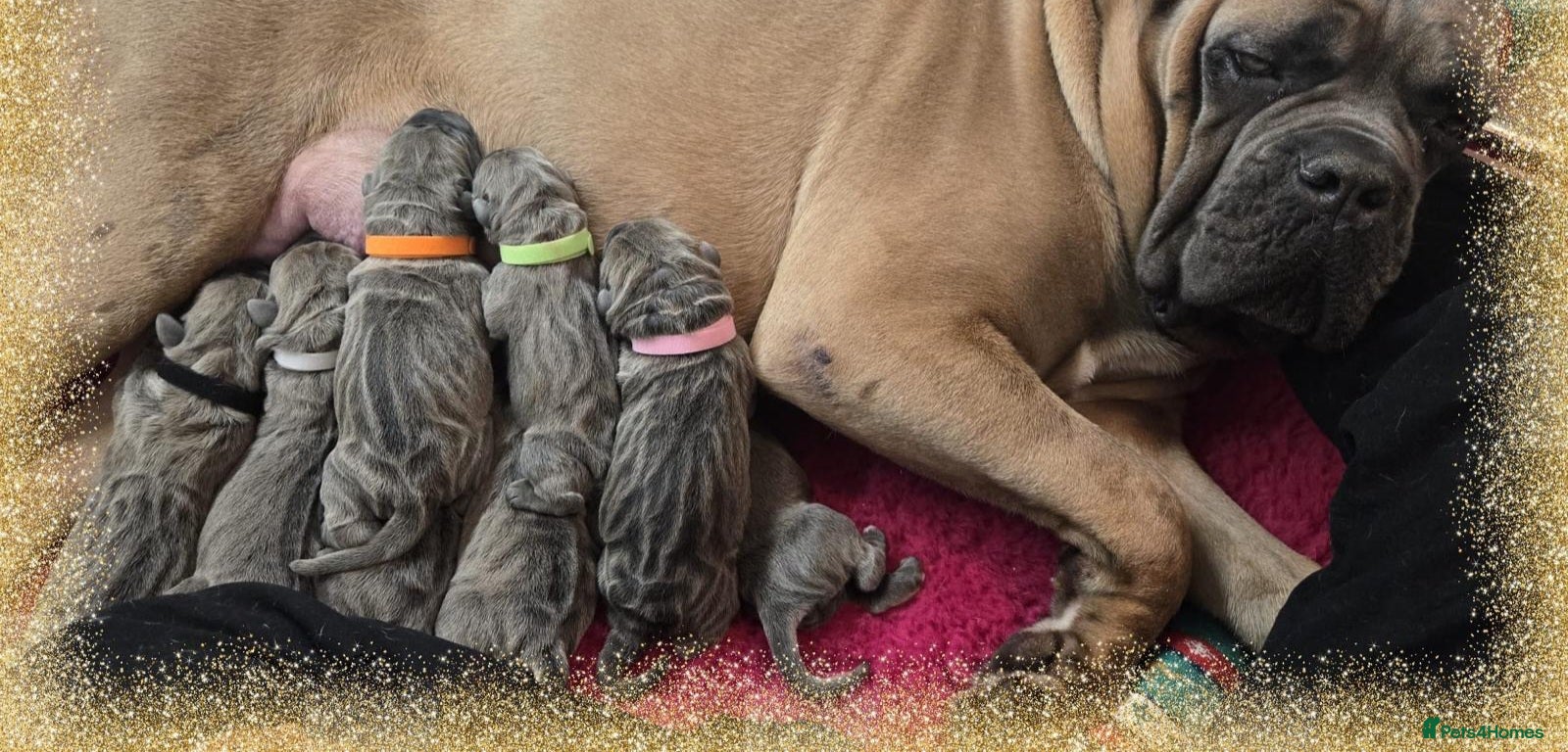 Cane Corso dogs Elite Formentino Cane Corso puppies - Advert 1