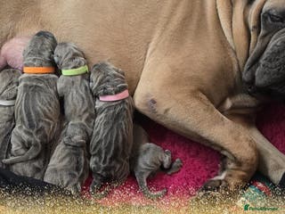 Cane Corso dogs Elite Formentino Cane Corso puppies - Advert 1