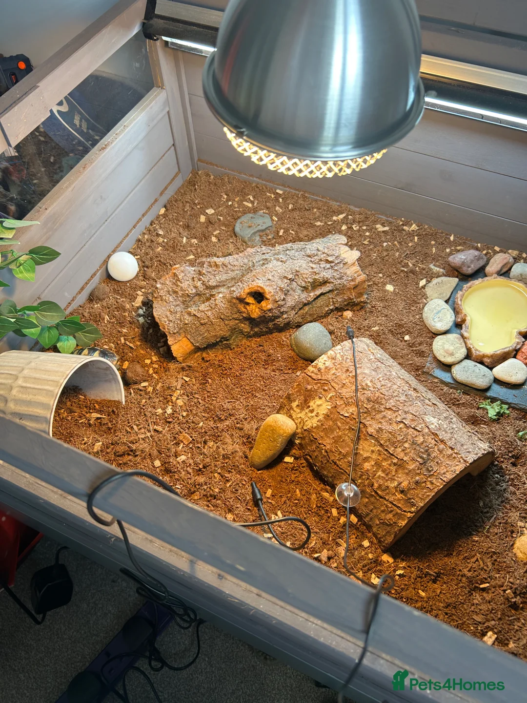 Hermann Tortoise reptiles for sale: 9 months old Herman’s tortoise and set up  - Advert 10