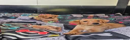 Labrador Retriever dogs for sale: KC Registered Labrador Puppies – 2 Boys Left - Advert 7