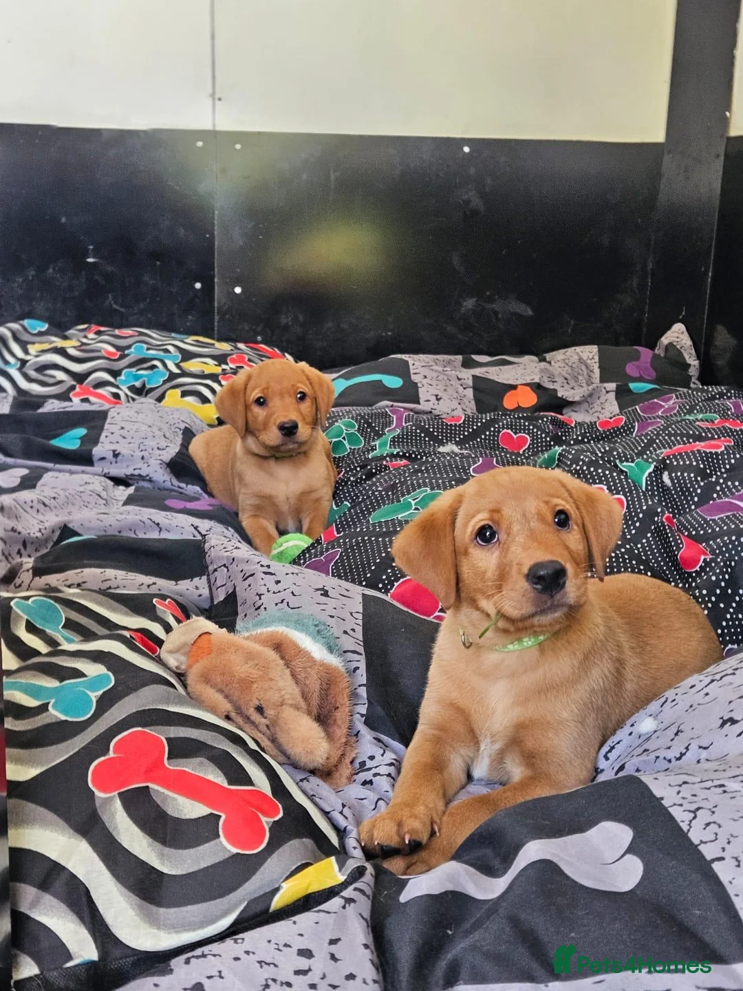Labrador Retriever dogs for sale: KC Registered Labrador Puppies – 2 Boys Left - Advert 7