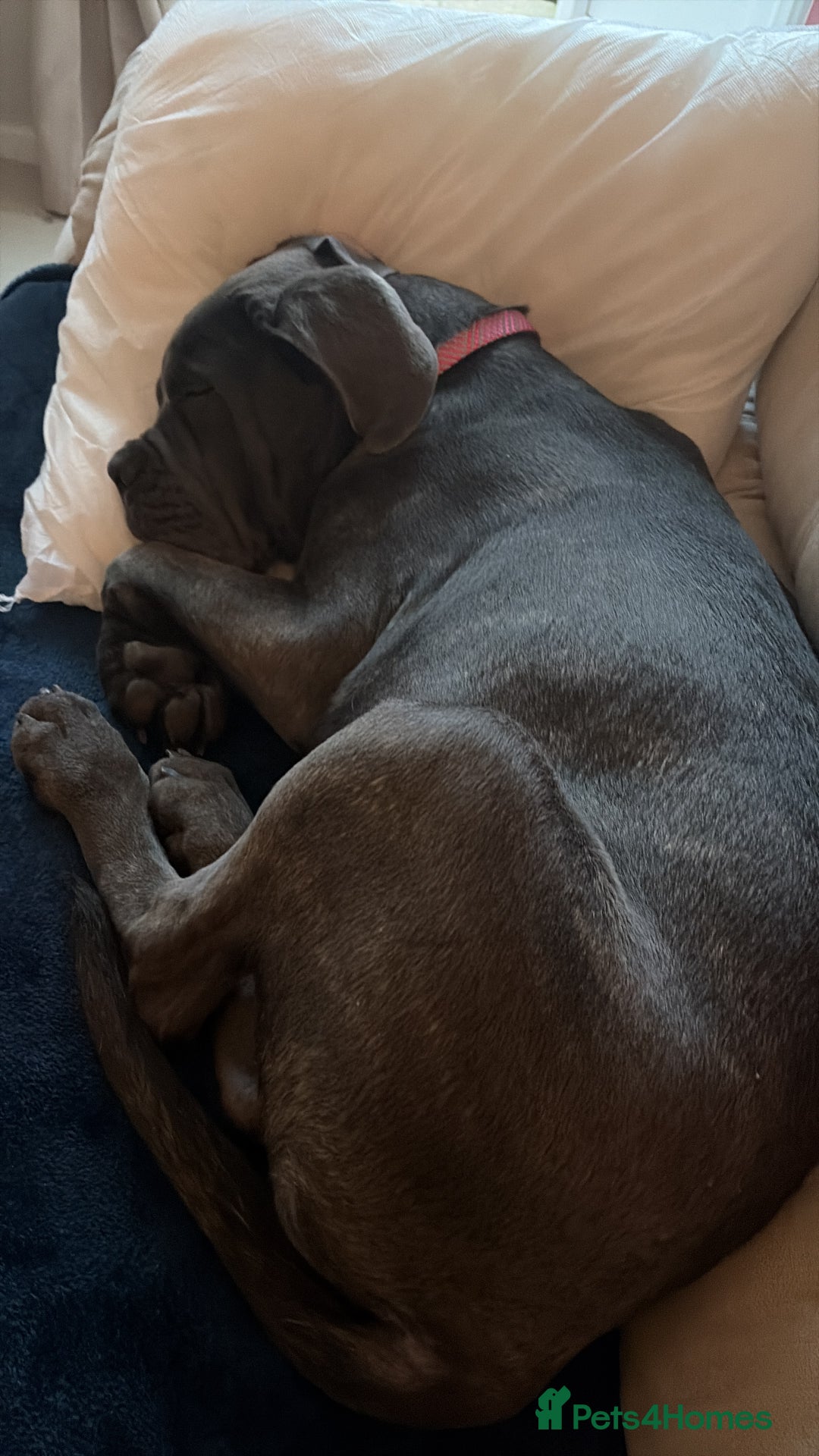 Cane Corso dogs for sale: Beautiful big girl - Advert 6