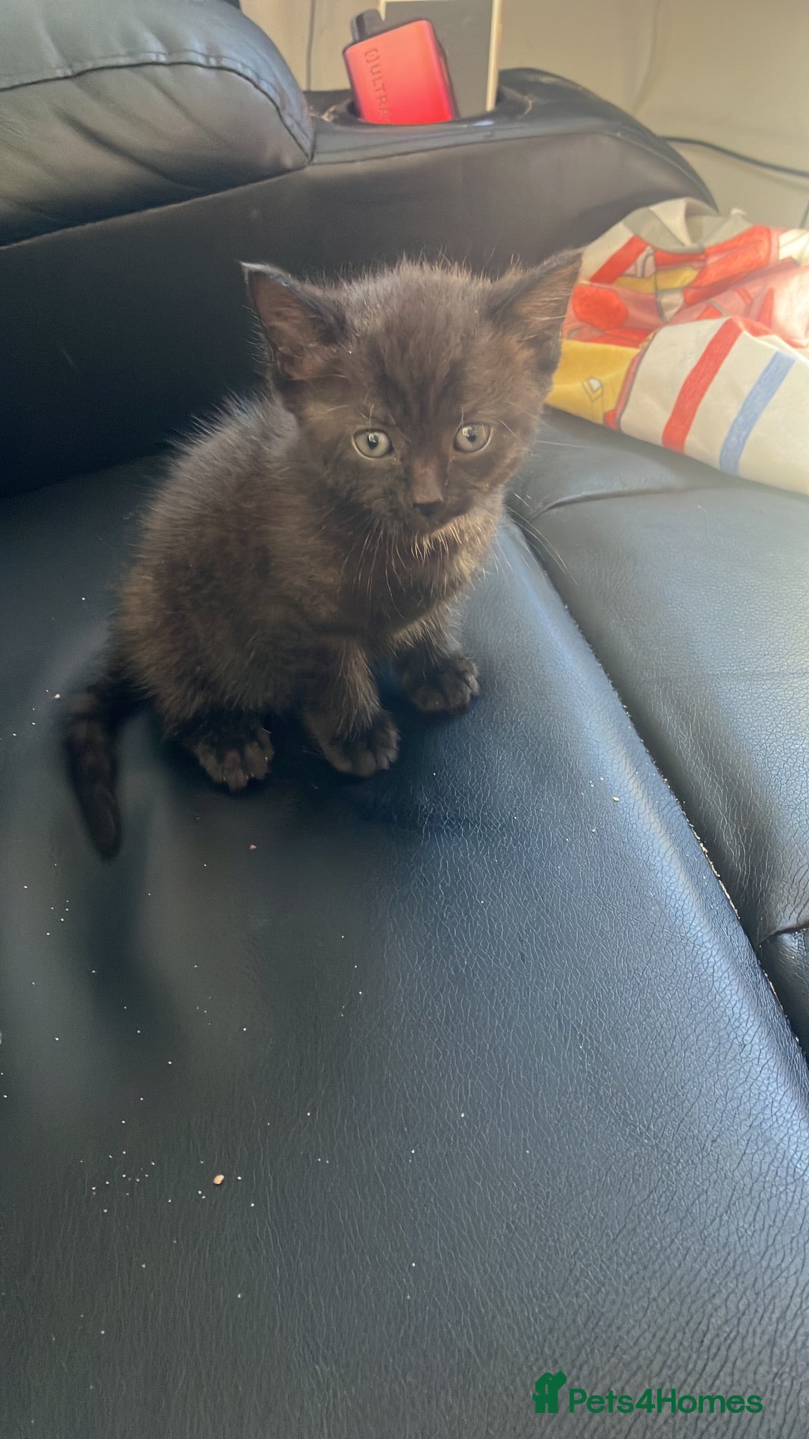 Mixed Breed cats Adorable 8 WO Kittens Looking for Loving Homes - Advert 21