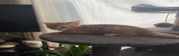 Mixed Breed cats for sale: Savannah cross kittens - Advert 7