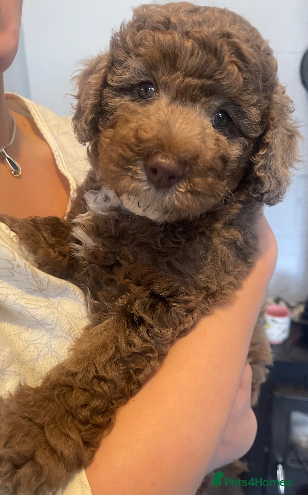 Bordoodle dogs for sale: F3b Golden Merle bordoodle minature boy - Advert 1
