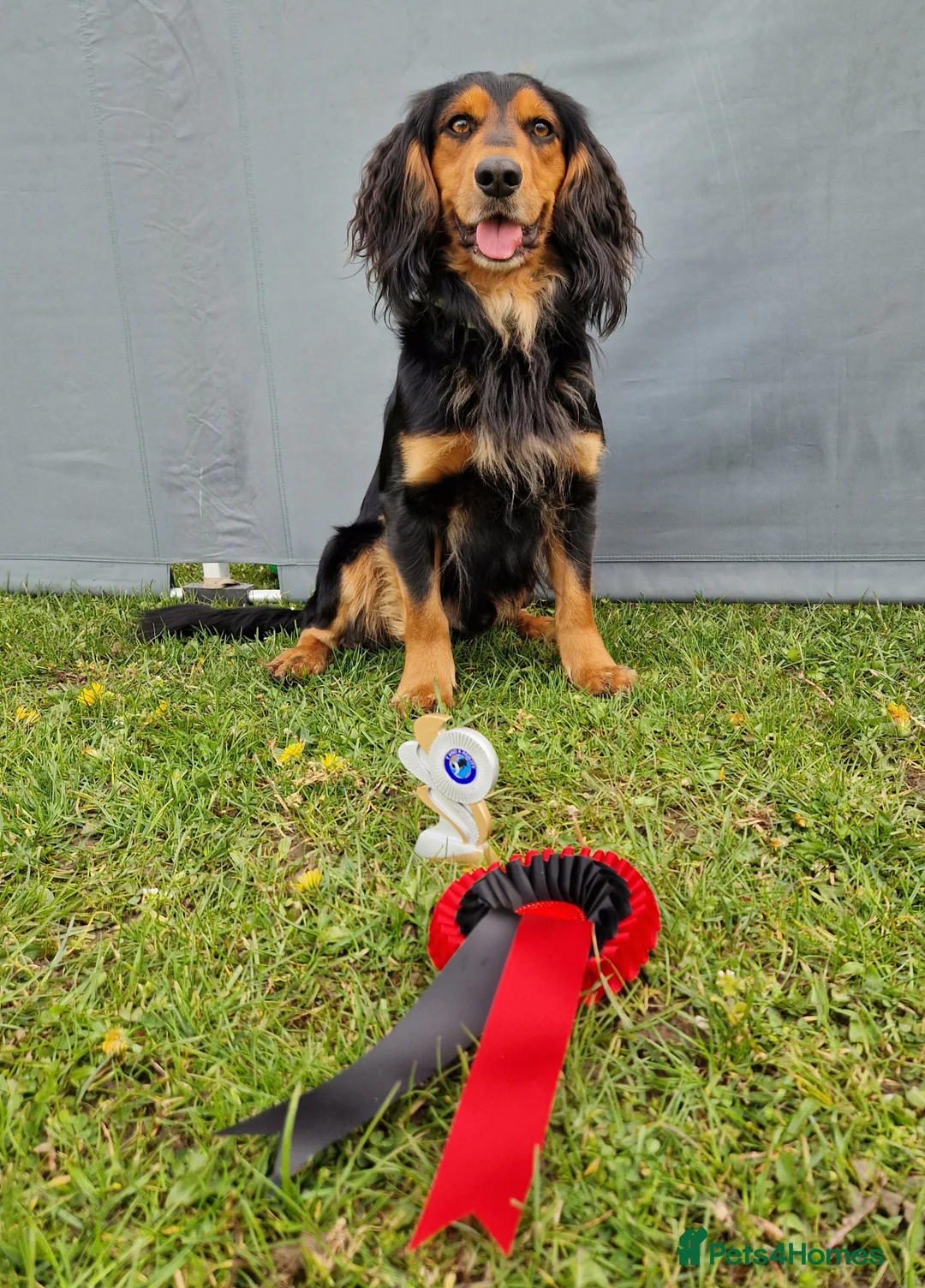 Cocker Spaniel dogs for stud: Health Tested Working Cocker Spaniel for Stud in Braintree - Advert 2