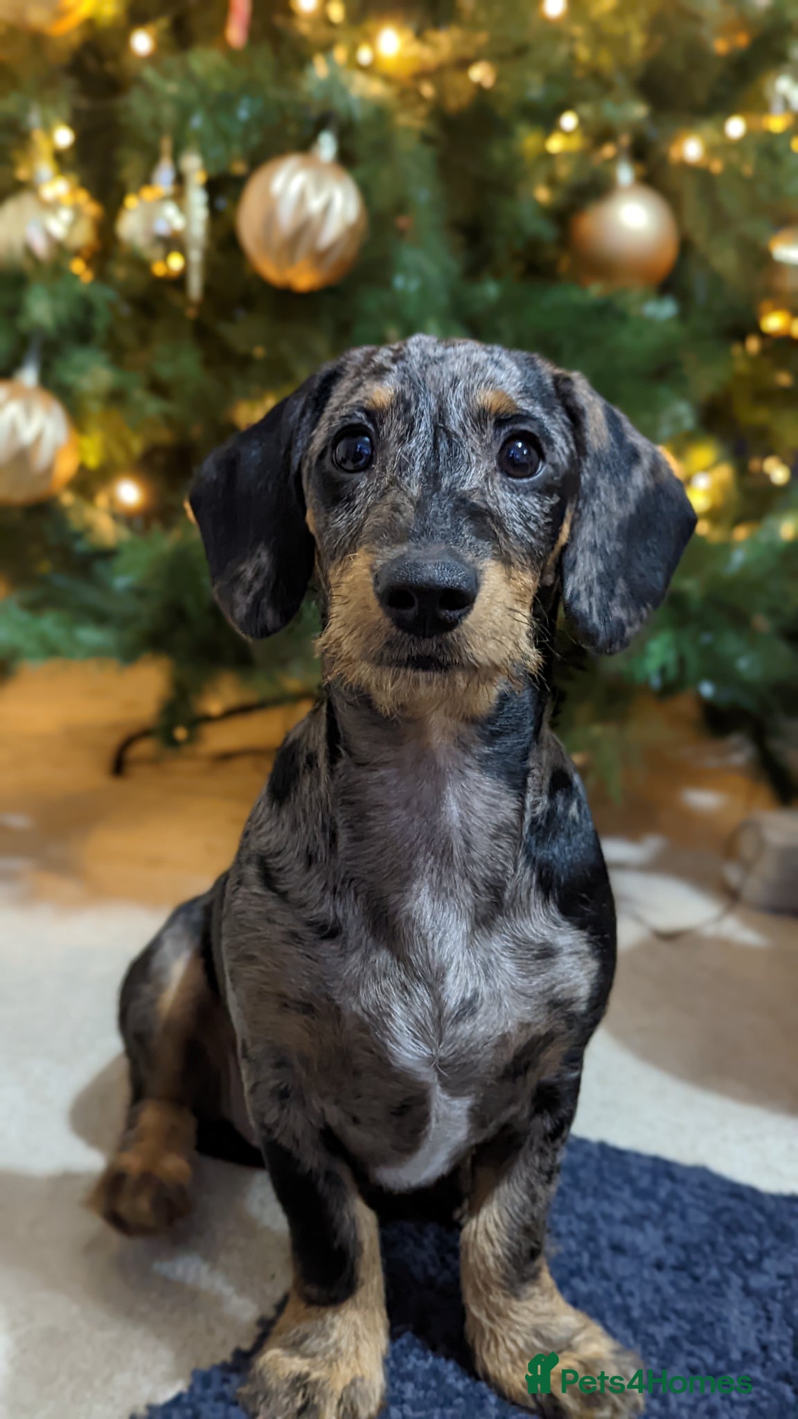 Mixed Breed dogs for sale: 3 year old sproodle X dachshund - Advert 2