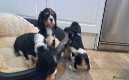 Cavalier King Charles Spaniel dogs for sale: Cavalier King Charles Puppies Available - Image 8