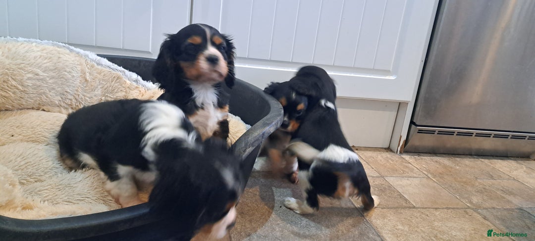 Cavalier King Charles Spaniel dogs for sale: Cavalier King Charles Puppies Available - Image 8