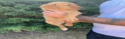 Goldador dogs for sale: Beautiful Red Goldador puppies  - Advert 4