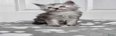 Maine Coon 1