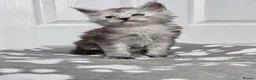 Maine Coon cats for sale: Grey smoke Male maincoon (neutered) - Advert 2