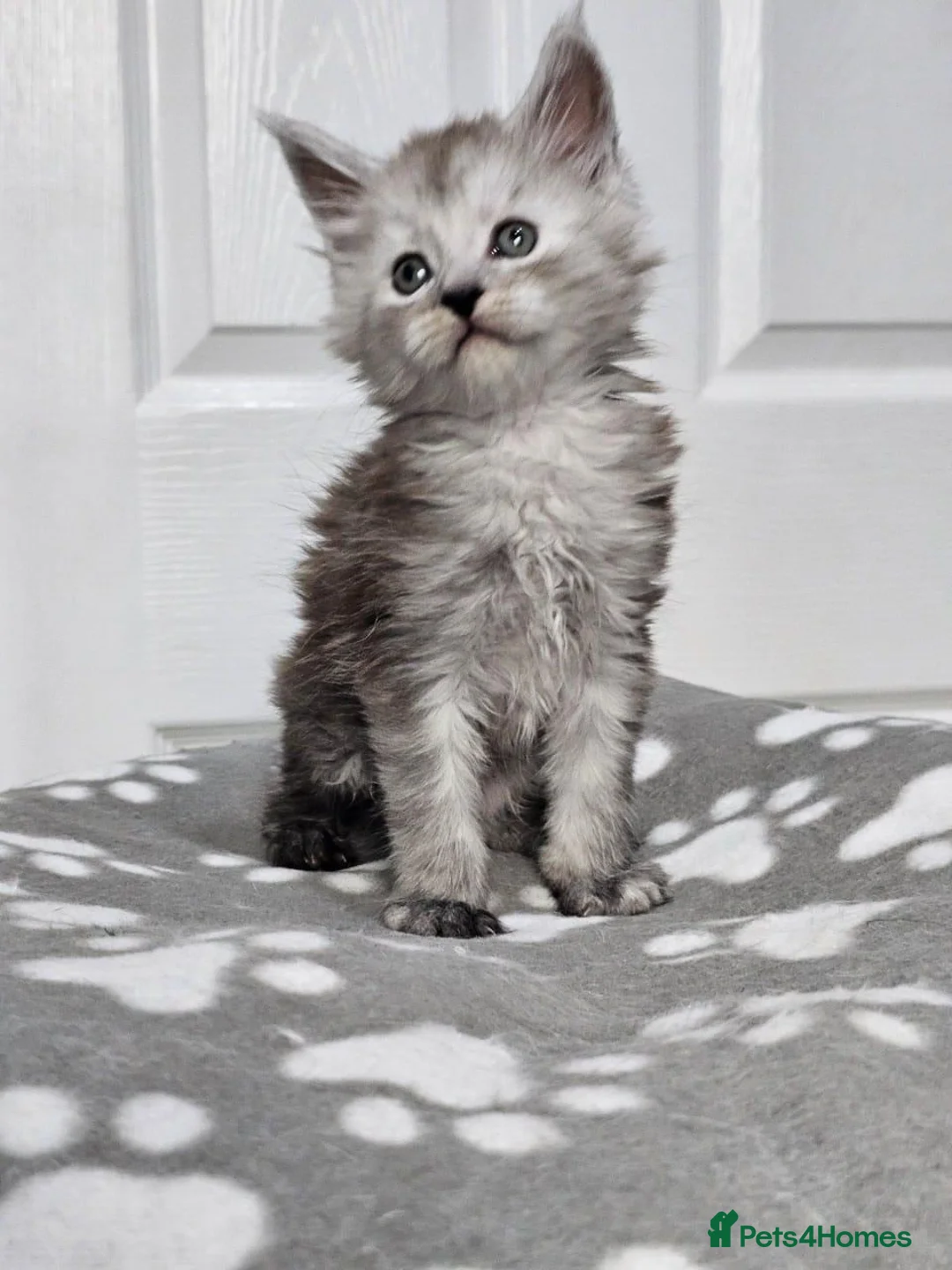 Maine Coon cats for sale: Grey smoke Male maincoon (neutered) - Advert 2