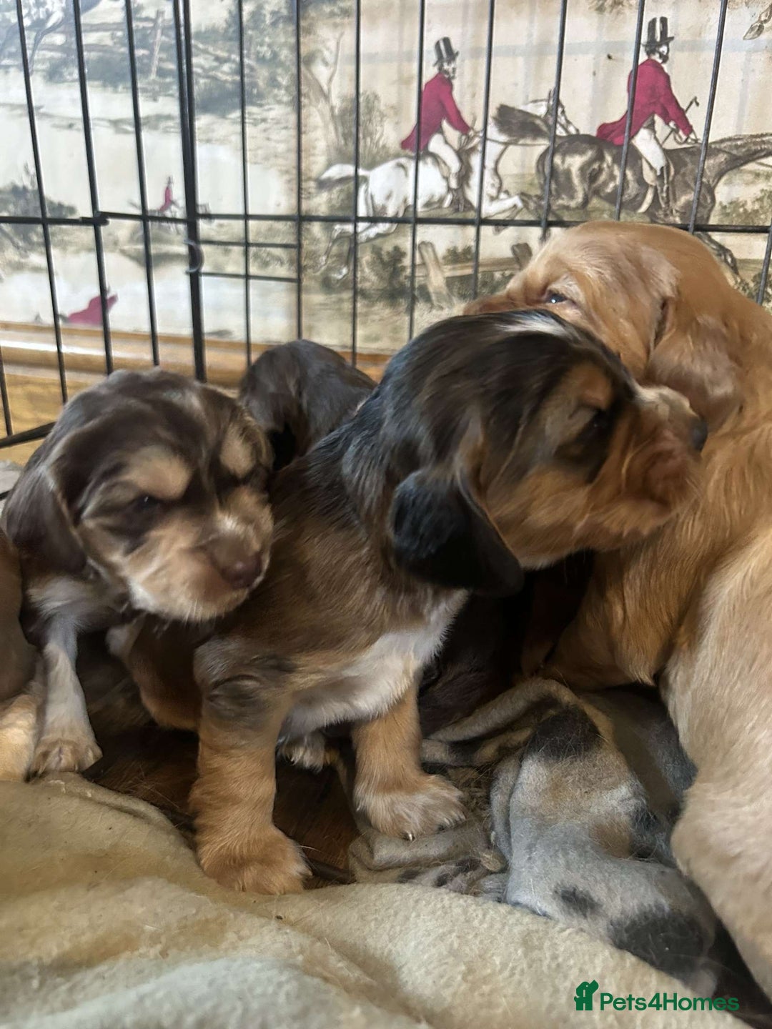 Cocker Spaniel dogs for sale: Cocker spaniel puppies for sale.  - Image 5