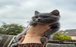 British Shorthair cats for sale: British shorthair kittens  - Image 11