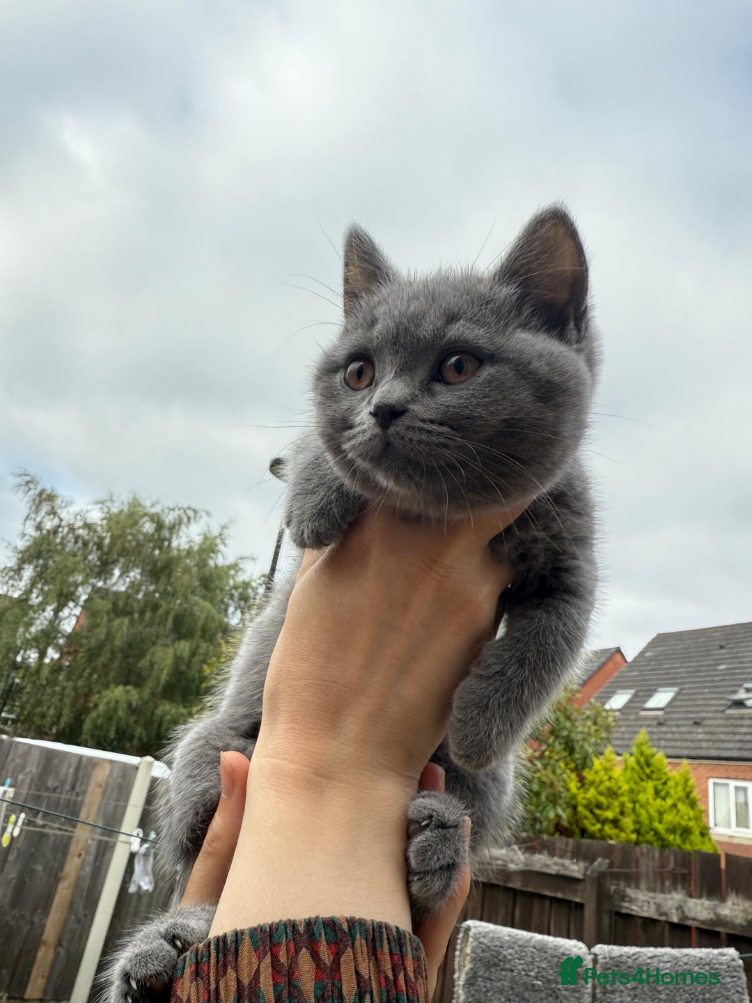 British Shorthair cats for sale: British shorthair kittens  - Image 11