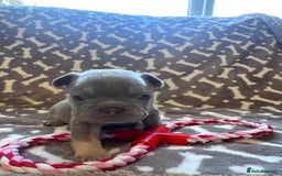 French Bulldog dogs for sale: Adorable French bulldog puppies!!🐶  - Image 27
