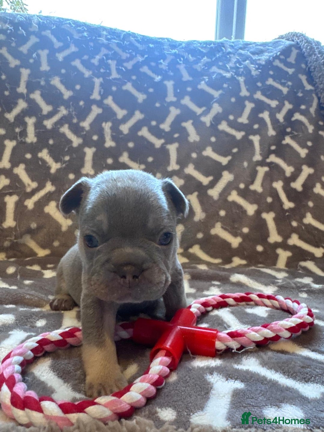 French Bulldog dogs for sale: Adorable French bulldog puppies!!🐶  - Image 27