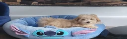 Maltipoo dogs for sale: 2  F1 Asian small Maltipoo Girls - Advert 8