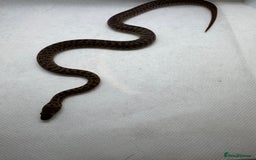 Python Snake reptiles for sale:  Children’s pythons hatchlings 50%het t+.         - Image 5