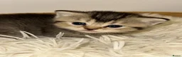 British Shorthair cats for sale: British Shorthair Kitten  - Advert 5