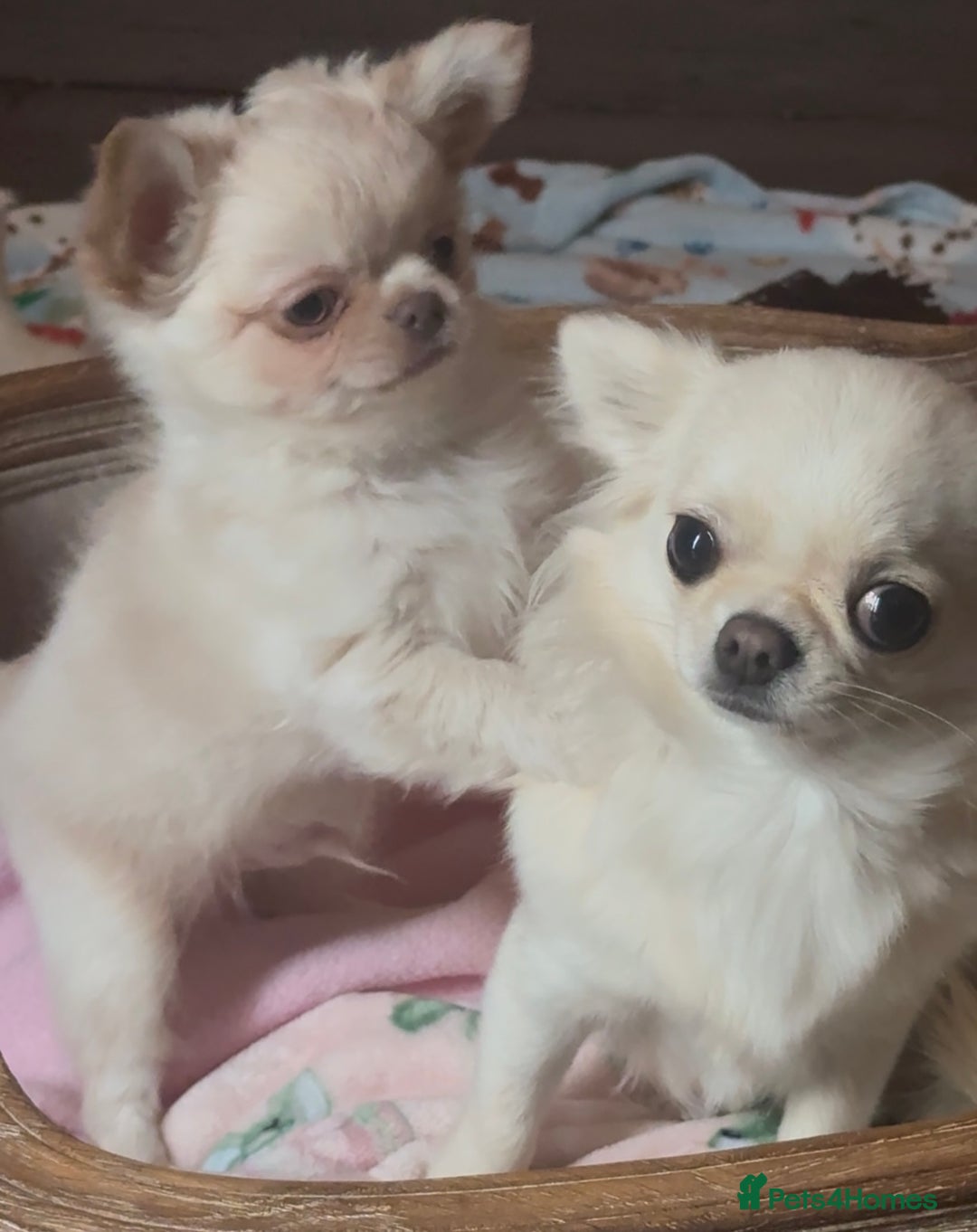 Chihuahua dogs for sale: Chihuahua long-coat puppy KC reg 🤍 - Advert 6