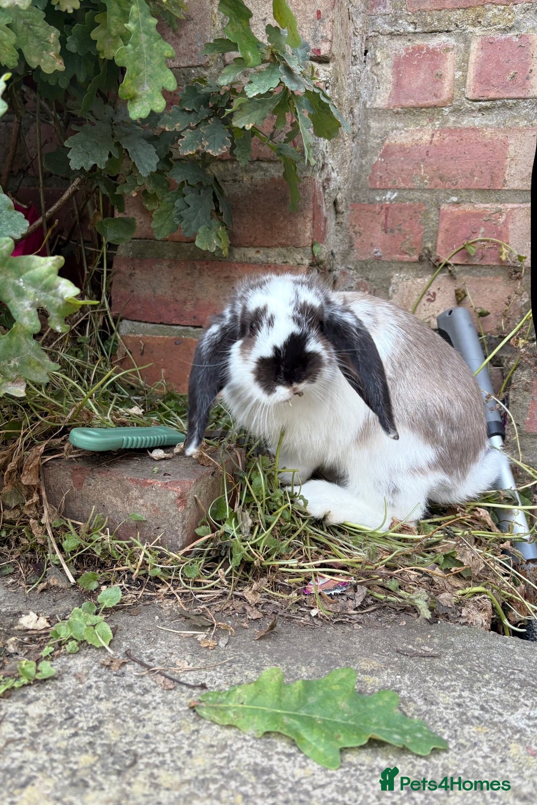 Mixed Breed rabbits for sale: 8 month old female Rabbit  - Advert 1