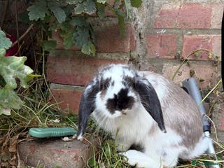 Mixed Breed rabbits 8 month old female Rabbit - Advert 1