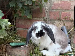 Mixed Breed rabbits 8 month old female Rabbit - Advert 15