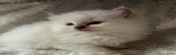 Ragdoll cats for sale: Registered Cheribum Kittens - Advert 1