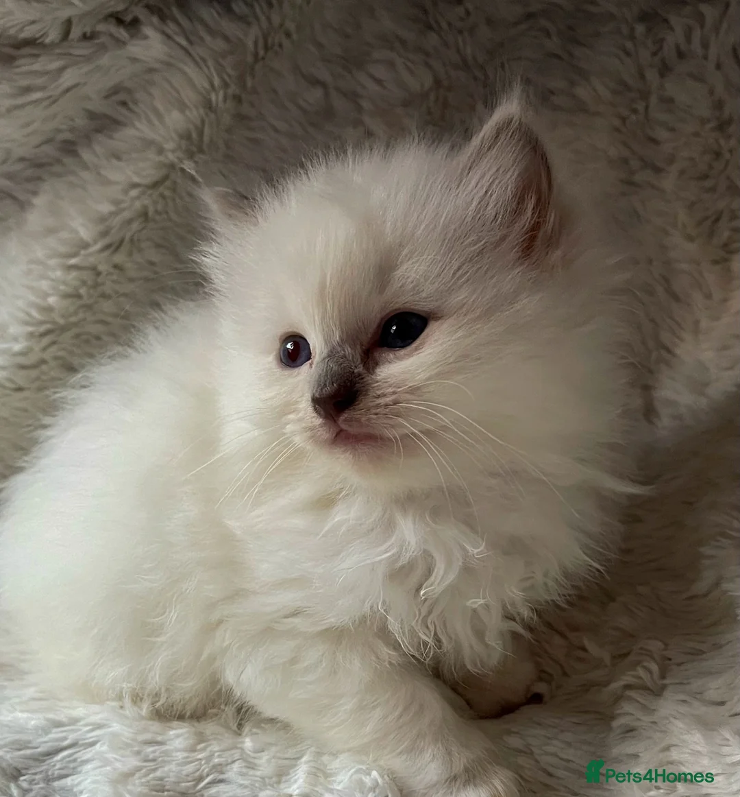Ragdoll cats for sale: Registered Cheribum Kittens - Advert 1