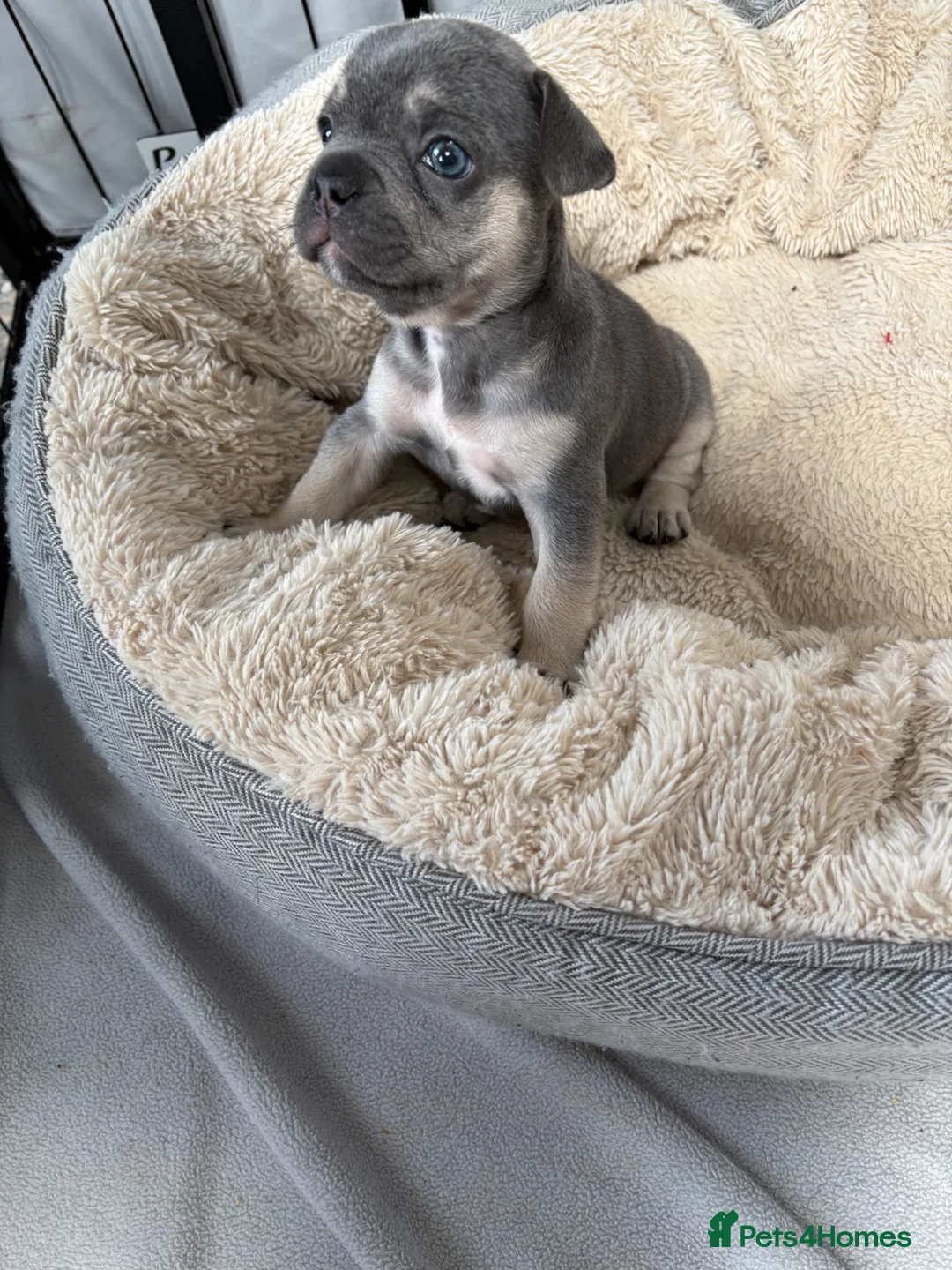 French Bulldog dogs for sale: French Bulldog Puppies – Ready 11th July  in Rossendale - Advert 2