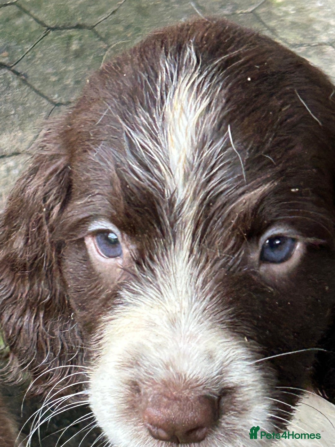 English Springer Spaniel dogs for sale: Springer spaniel pups - Advert 2
