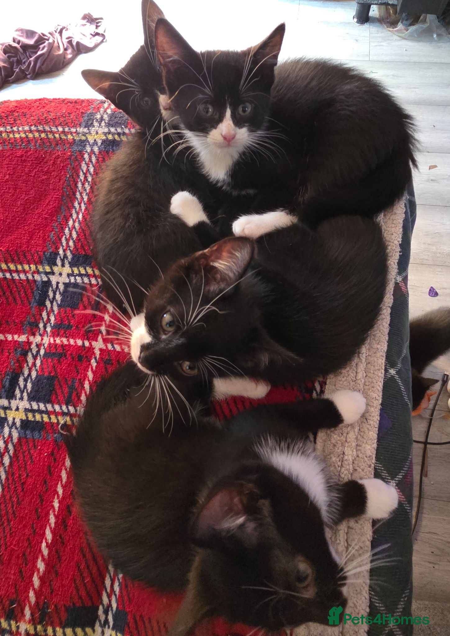 Mixed Breed cats 5 gorgeous Nebelung X British Tuxedo Shorthairs - Advert 5