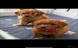 Cavapoo dogs for sale: Beautiful Cavapoo from DNA health tested parents  - Image 2