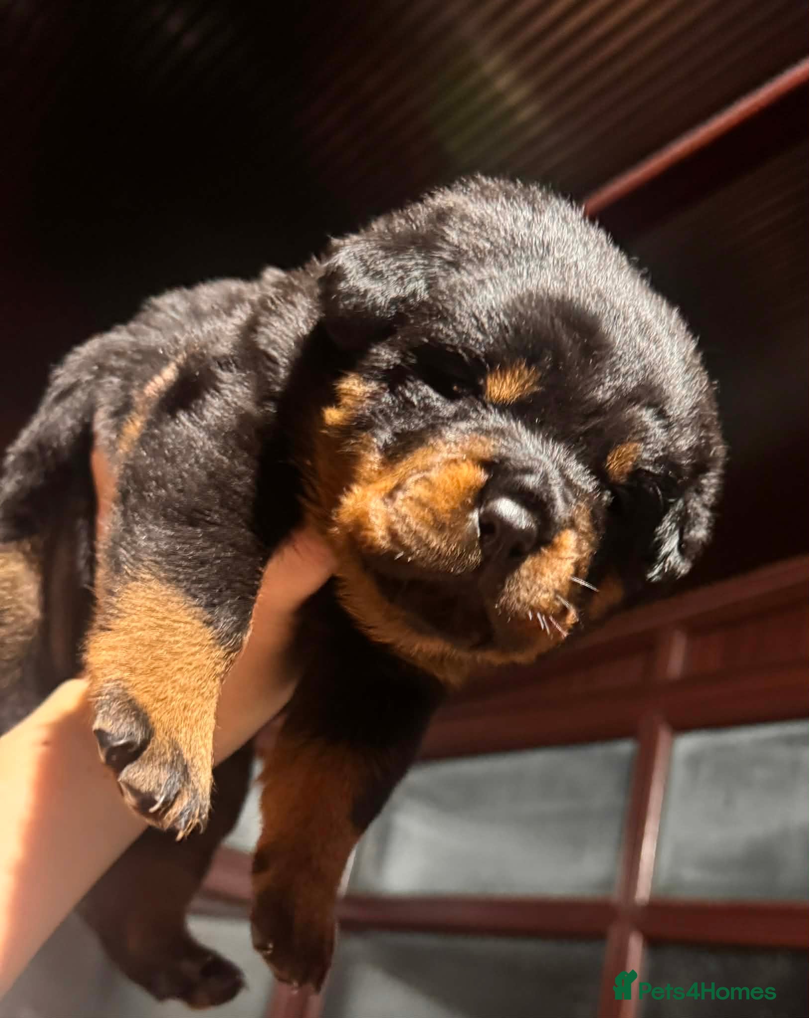 Rottweiler dogs Pure Rottweiler for Sale  - Advert 8