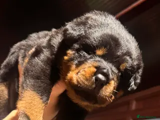 Rottweiler dogs Pure Rottweiler for Sale - Advert 8