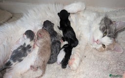 Maine Coon cats for sale: 5 Beautiful Maine Coon kittens available! 😻 - Image 7