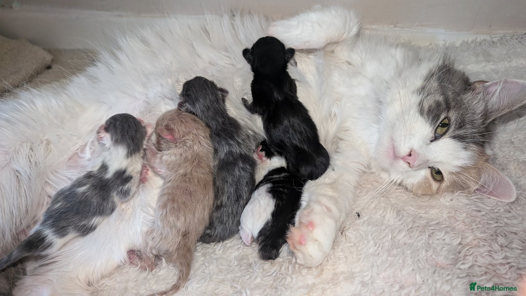 Maine Coon cats for sale: 5 Beautiful Maine Coon kittens available! 😻 - Image 7