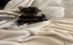 Yorkshire Terrier dogs for sale: Pure Yorkshire Terrier puppies for sale  - Image 8