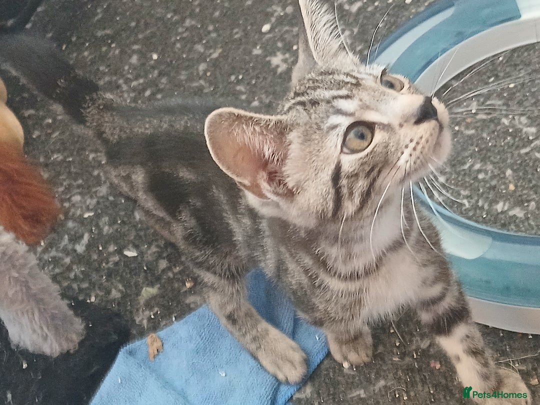 Mixed Breed cats for sale: NEED HOMES! 1 Maine-coon x Persian kittens - Image 4