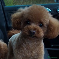 Toy Poodle dogs Tiny Red KC Toy Poodle (STUD) in Warrington - Advert 4
