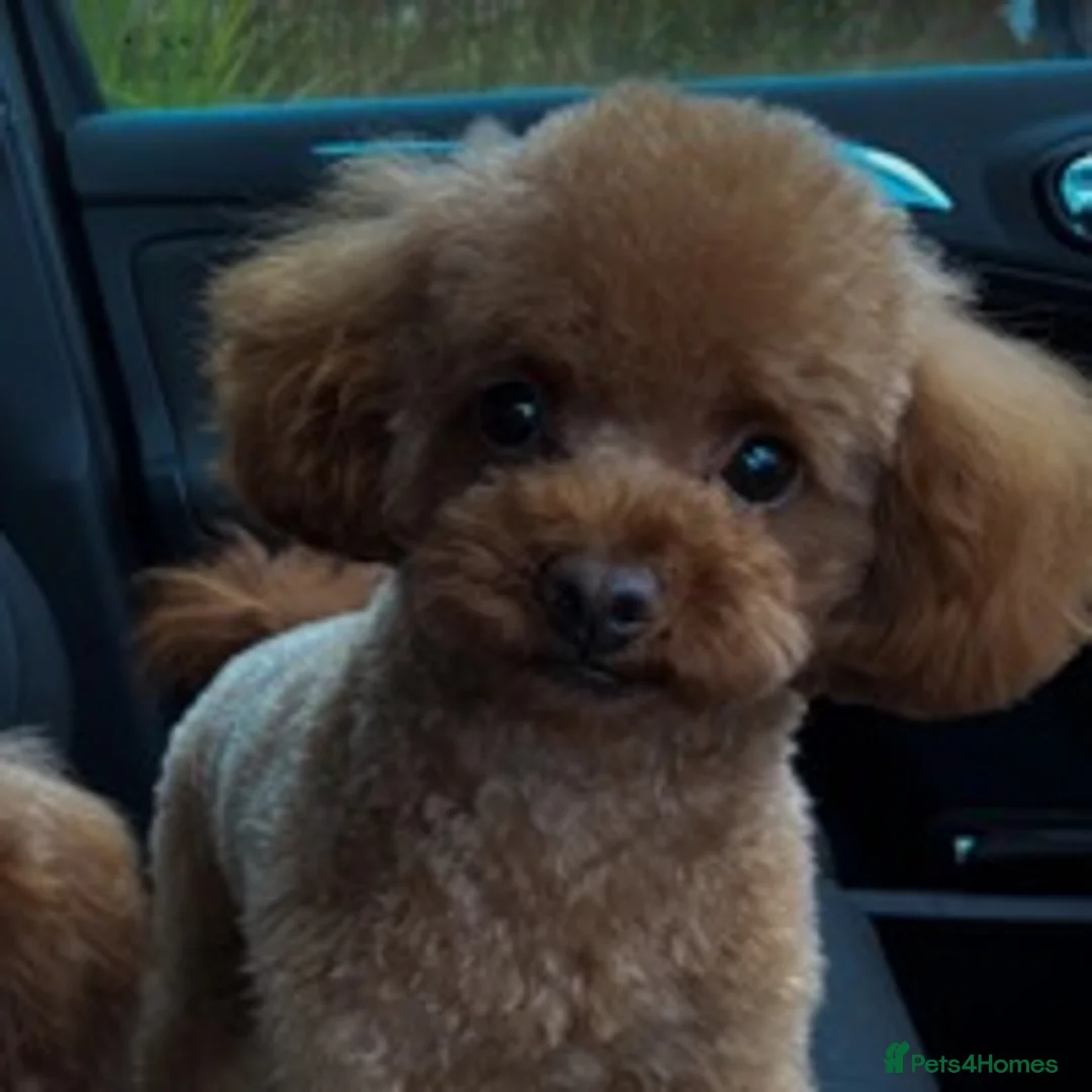 Toy Poodle dogs for stud: Tiny Red KC Toy Poodle (STUD) in Warrington - Advert 1