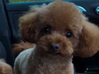 Toy Poodle dogs Tiny Red KC Toy Poodle (STUD) in Warrington - Advert 4