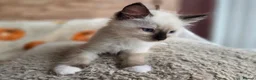 Ragdoll cats for sale: Pure Ragdoll Kittens  - Advert 12