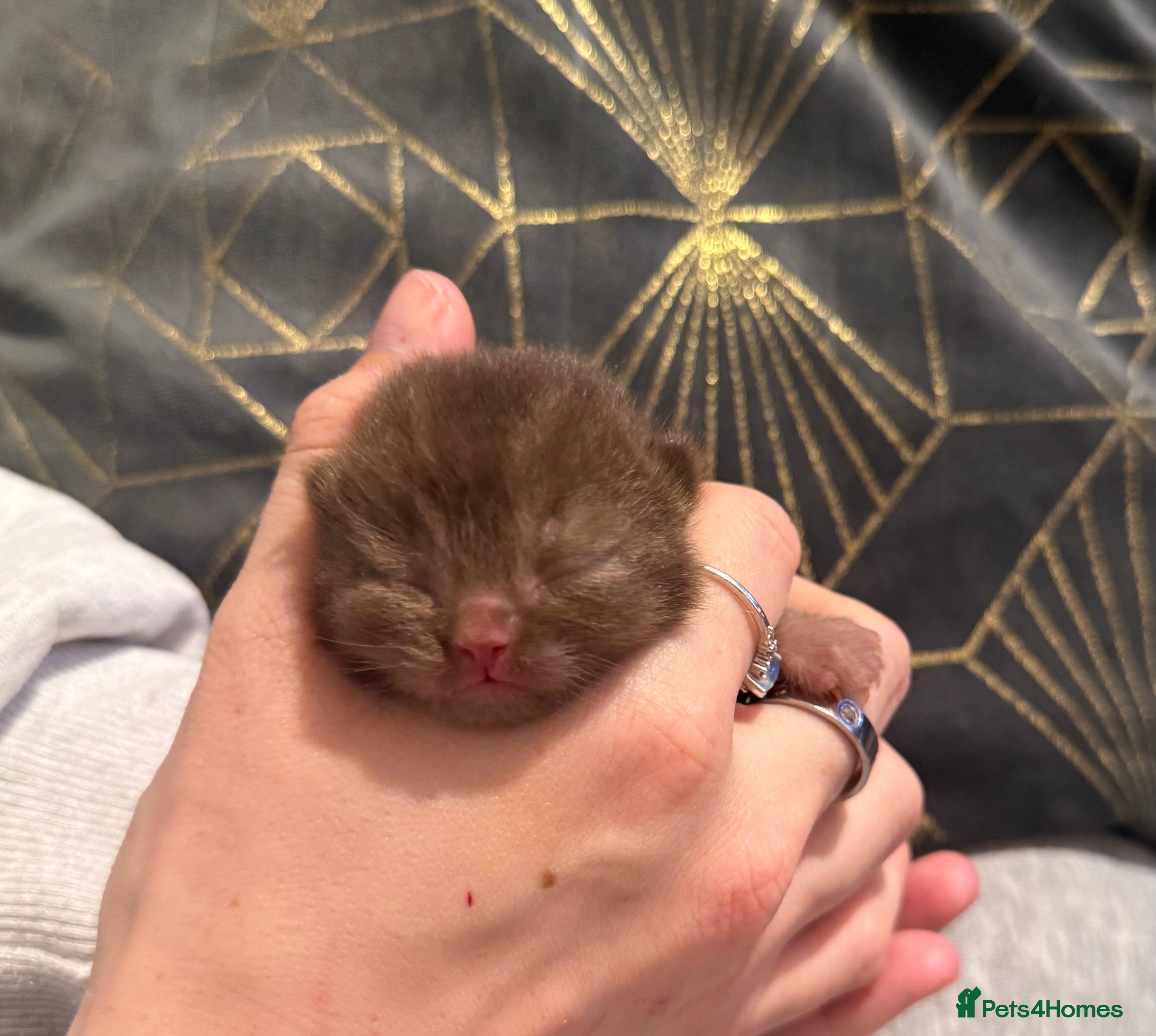 British Shorthair cats Supreme Champion Line British Shorthair Kittens - Advert 2