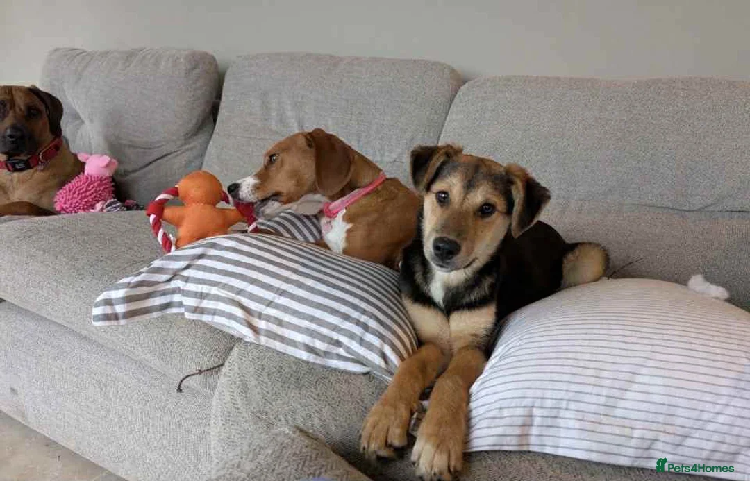 Mixed Breed dogs for adoption: Mikka says “is it me you’re looking for ?”  in Tiverton - Advert 2