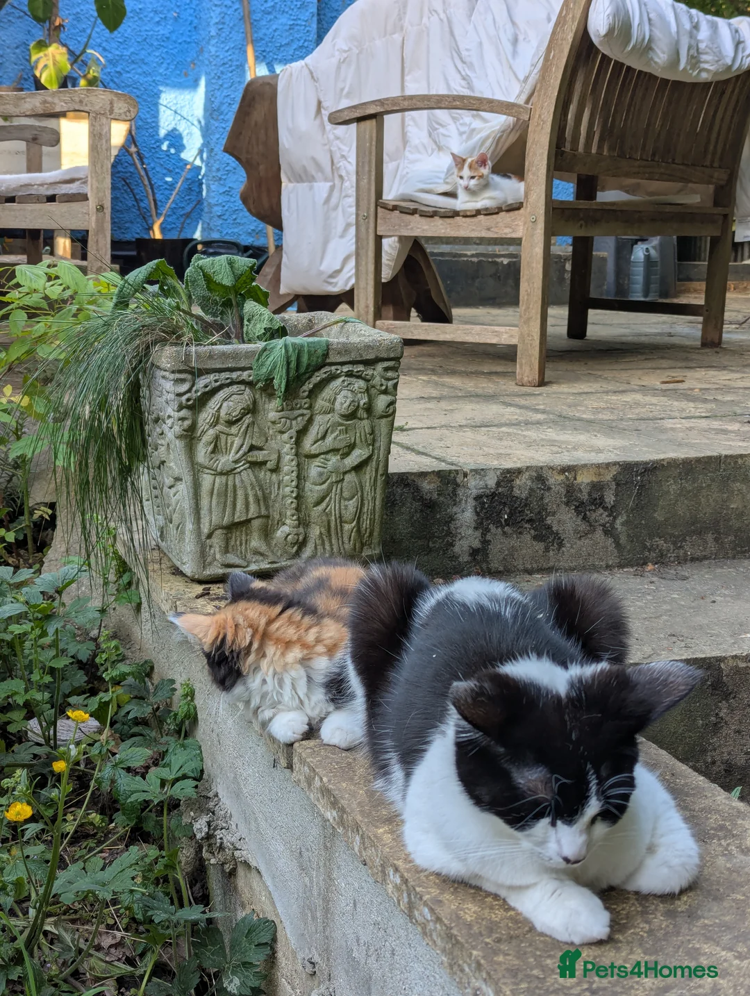 Mixed Breed cats for sale: Unique & beautiful calico kittens  - Advert 2