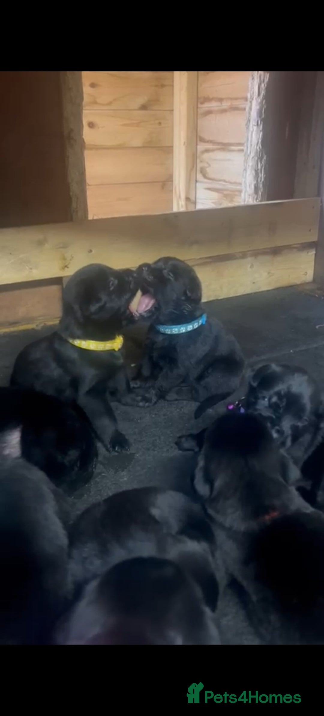 Mixed Breed dogs for sale: Schnotties - Image 1