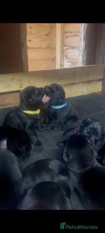 Mixed Breed dogs - Advert 2